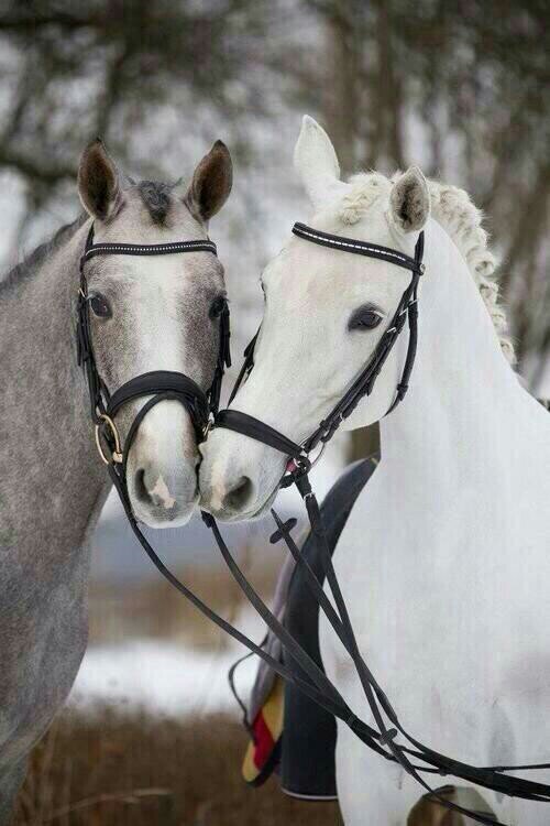 voor de mooiste paarden foto's en leuke tweets!