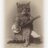 TheShabbycats's profile image