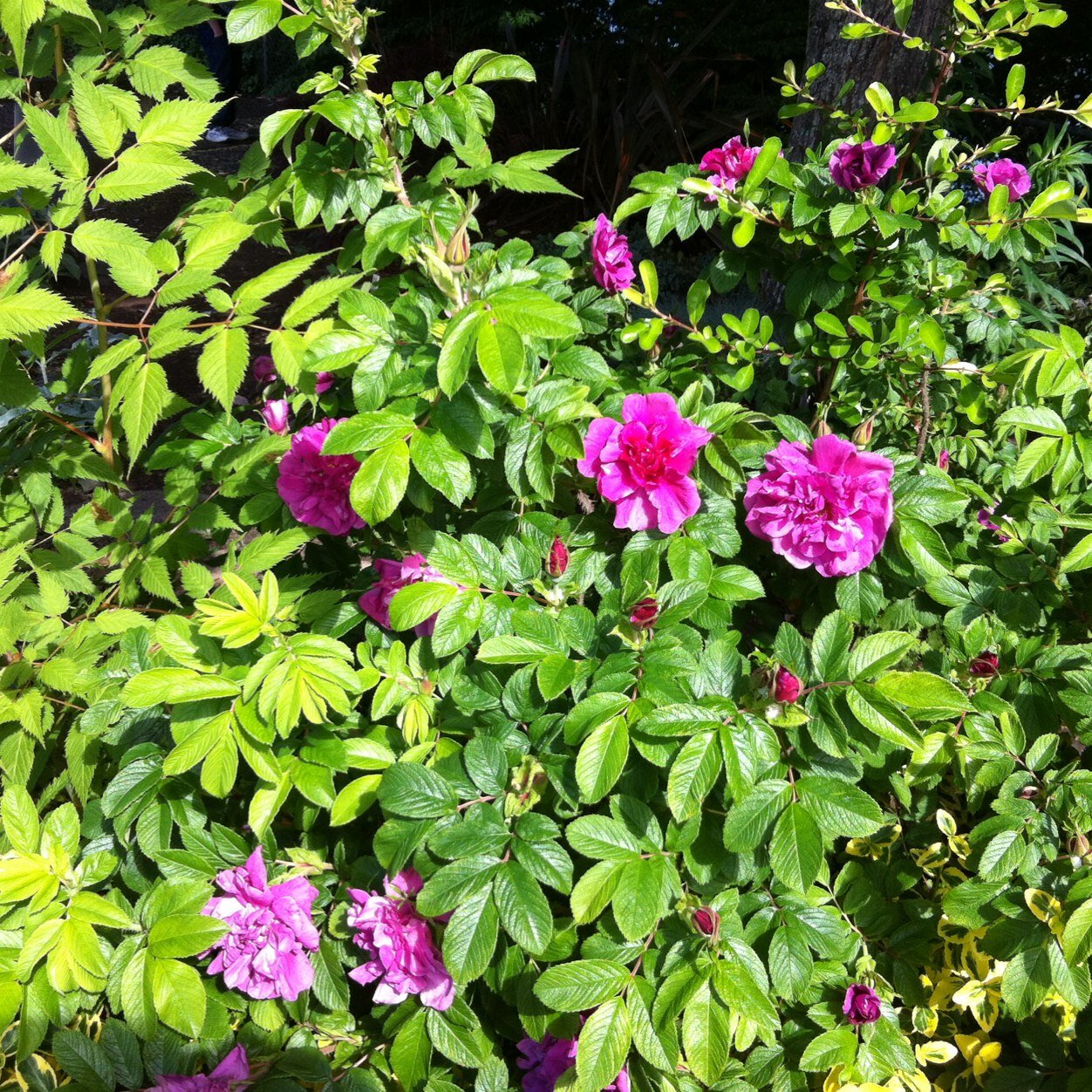 KirkpatrickRene's profile picture. Bookseller living and reading in Seattle, WA.