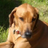 red_ridgeback's profile image