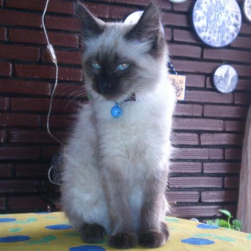 kenaoui's profile picture. el amor es triste muy triste pero apesar de todo es lo mejor que existe