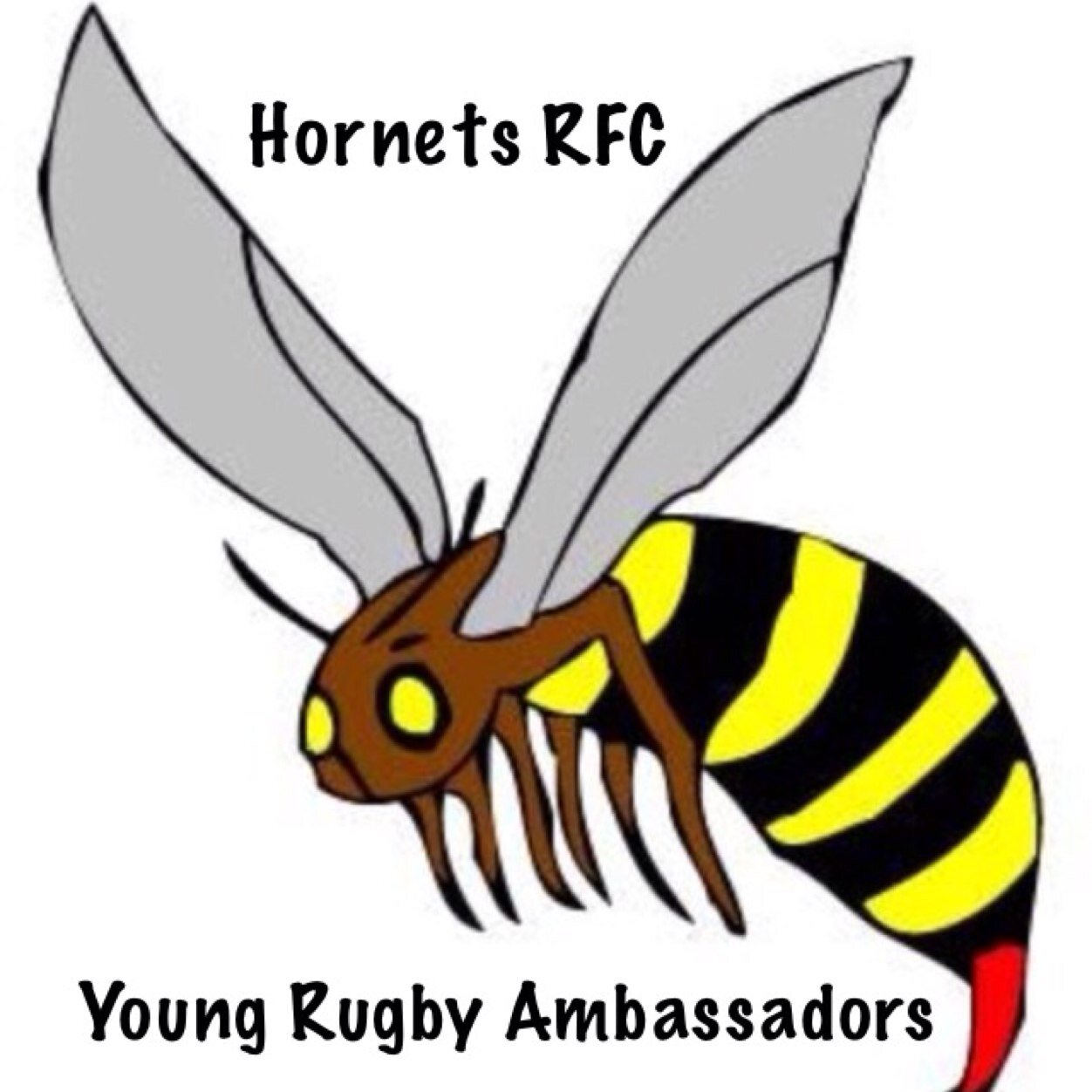 Hornets RFC Young Rugby Ambassidor page giving all the imformation about the events we are holding and about the World Cup happening in 2015.