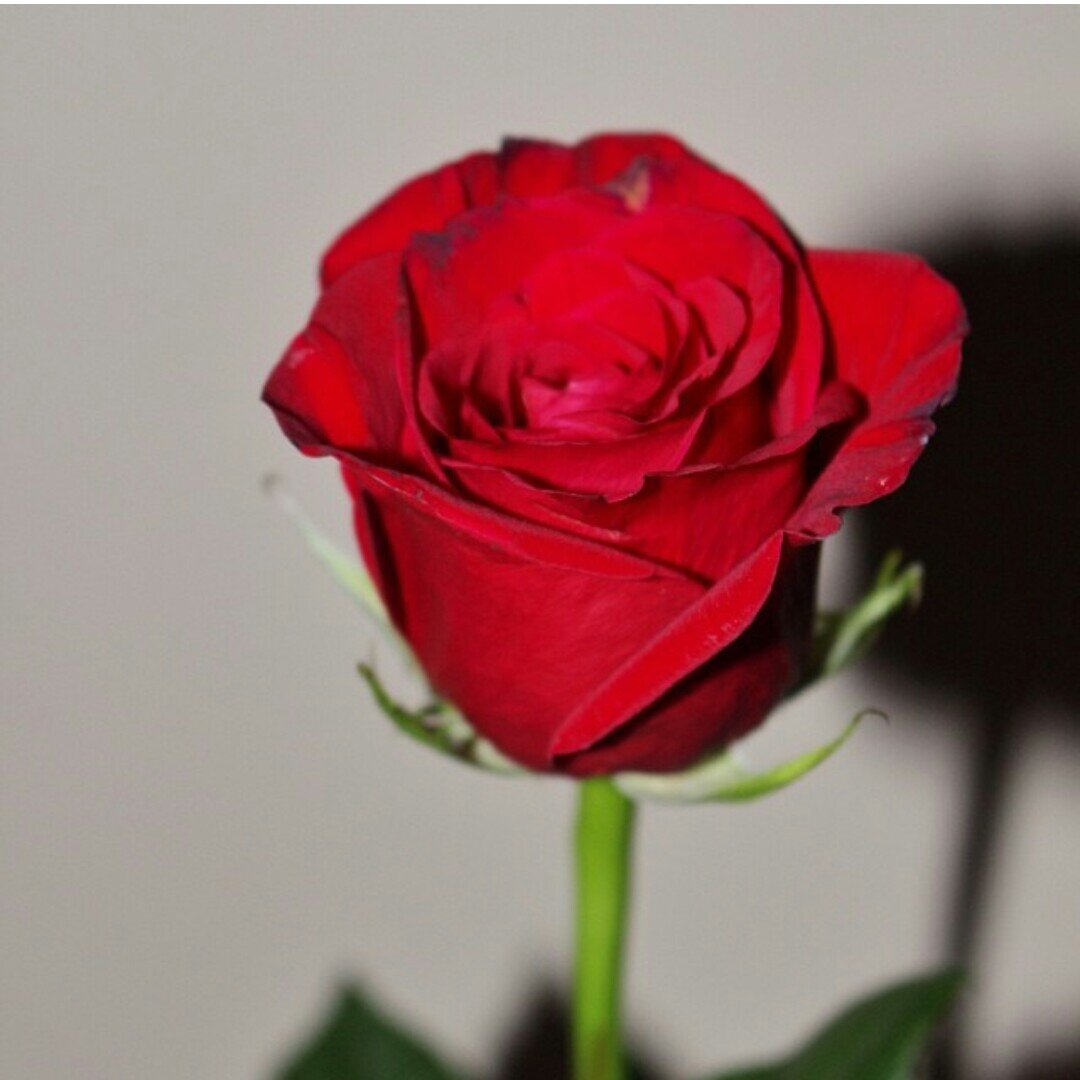 ﺂللہم ﺂجعل ﺂخر ﺂفعالي سججده لك و ﺂخر ﺂقوﺂلي شهادة تدخلني '♥   جنتك ♡♡