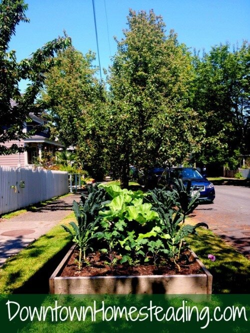 DTHomesteading's profile picture. 