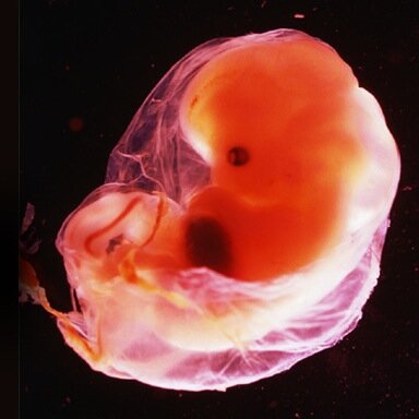 FertilizedEgg's profile picture. 