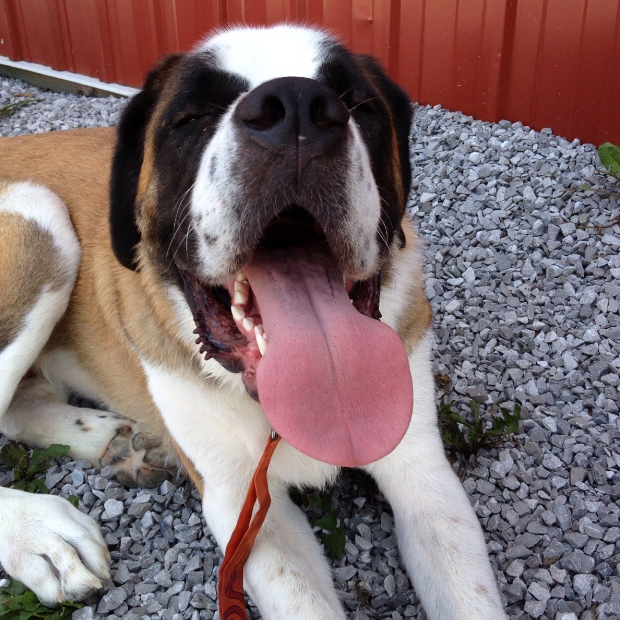 aplaceforsaints's profile picture. From the Instagram feed @A_Place_for_Saints, featuring Saints for fans and family of St. Bernards! Find us on Facebook, Instagram and Tumblr. ❤