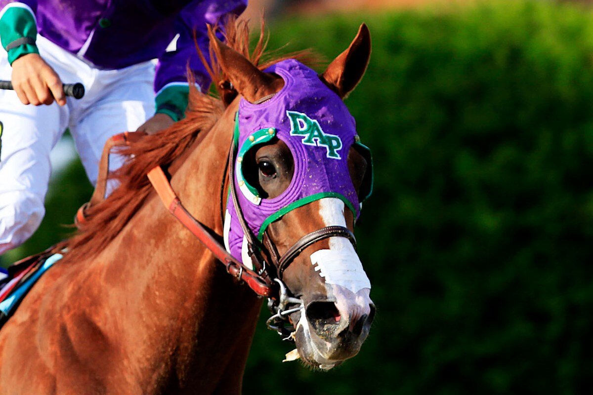 As America's Horse, grateful fans can breathe easier after learning he can wear his nasal strip. Get yours at http://t.co/fYUAgy7wId. to benefit the PDJF