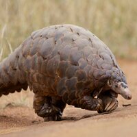 Save The Pangolins (@savethepangolin) Twitter profile photo