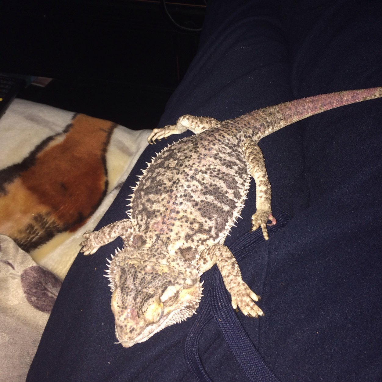 AKITguy's profile picture. 