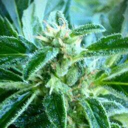 DHustlerpuppies's profile picture. Medical marijuana legislation lobbyist.#legalize_it