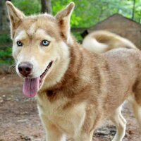 Luna (@lilywolfbane) 's Twitter Profile