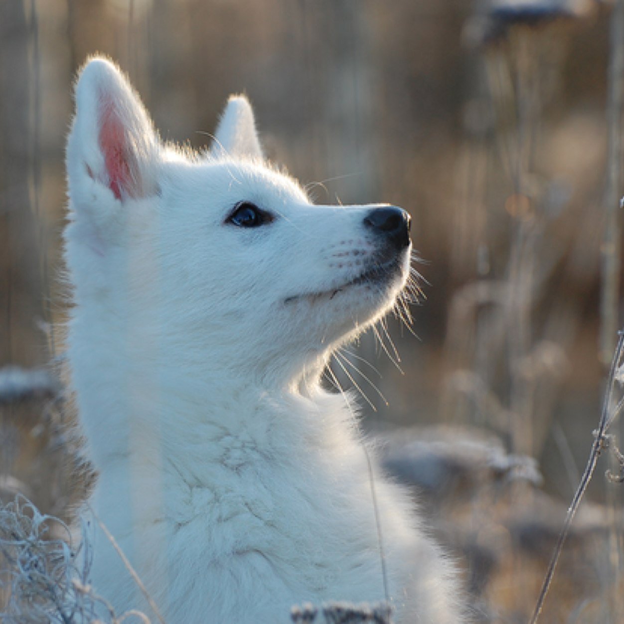 The cutest little puppy you'll ever see./ #MERP / #MutiVerse/#owner @LittleBoySamuel