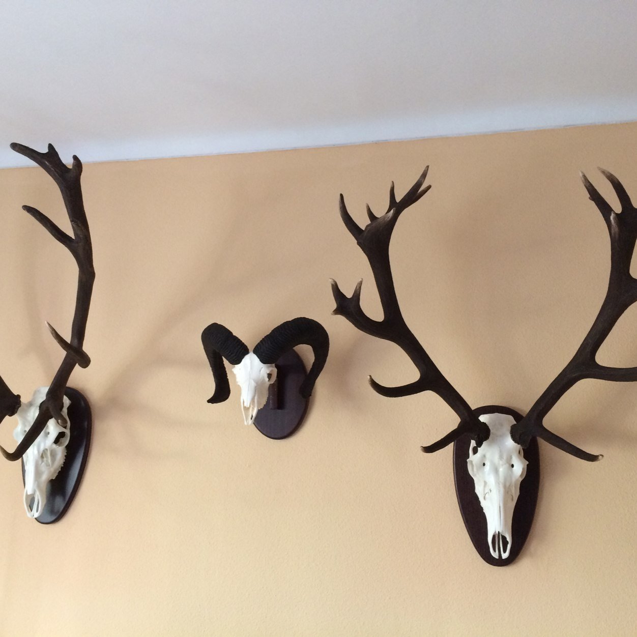 taxidermhinotex's profile picture. Segundo artesano taxidermista de Andalucía, certificado por la Junta de Andalucía. 
Taller otorgado con la carta de artesano
639243912--674282928