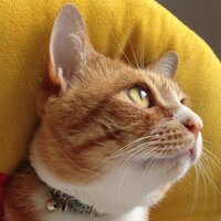 どまどま (@domadoma1192) 's Twitter Profile Photo