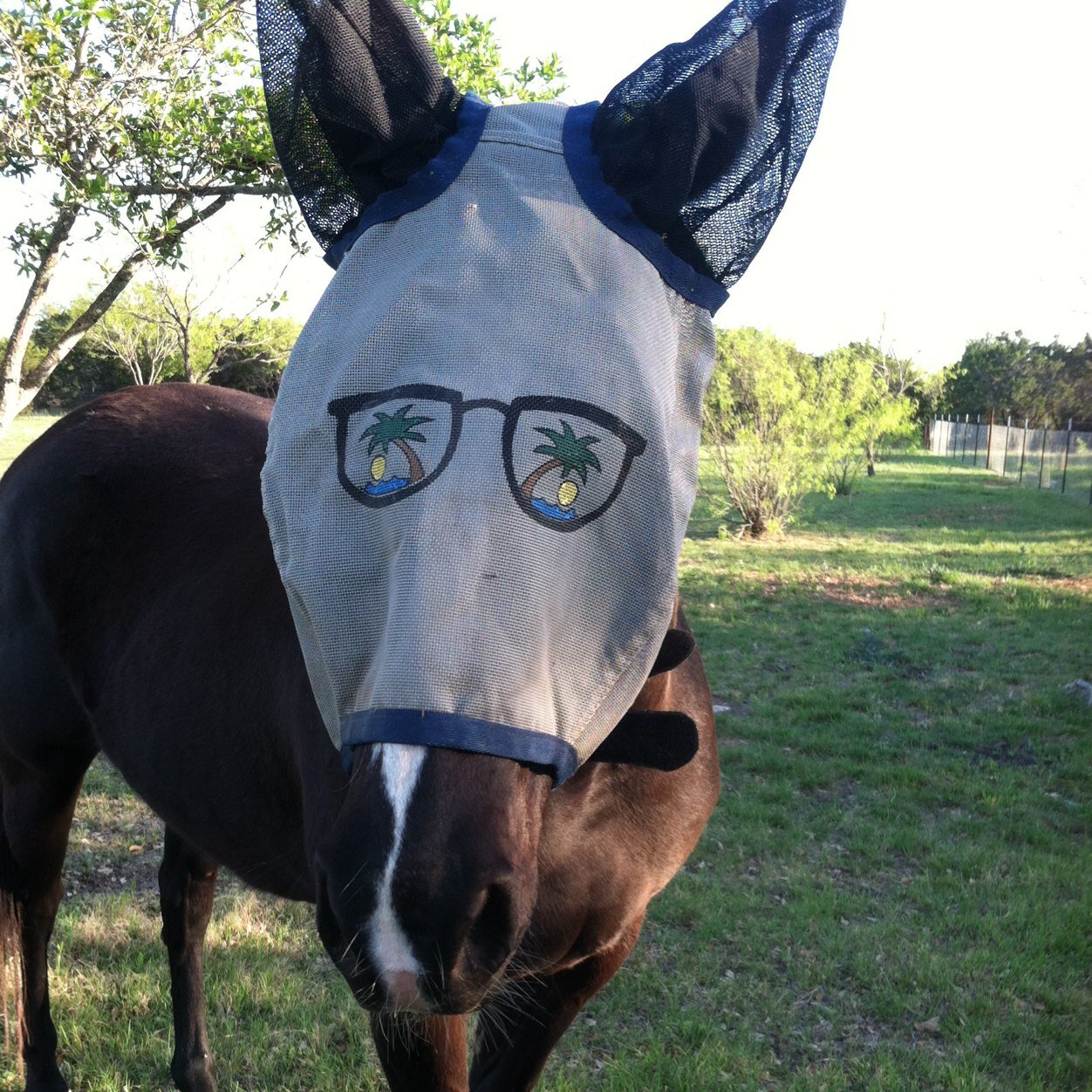 13horses's profile picture. Just an aggie country girl that loves to have fun with dreams of the NFR!!!!!