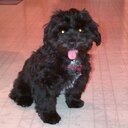 Bob Swain - @TerminatorTyson - Twitter