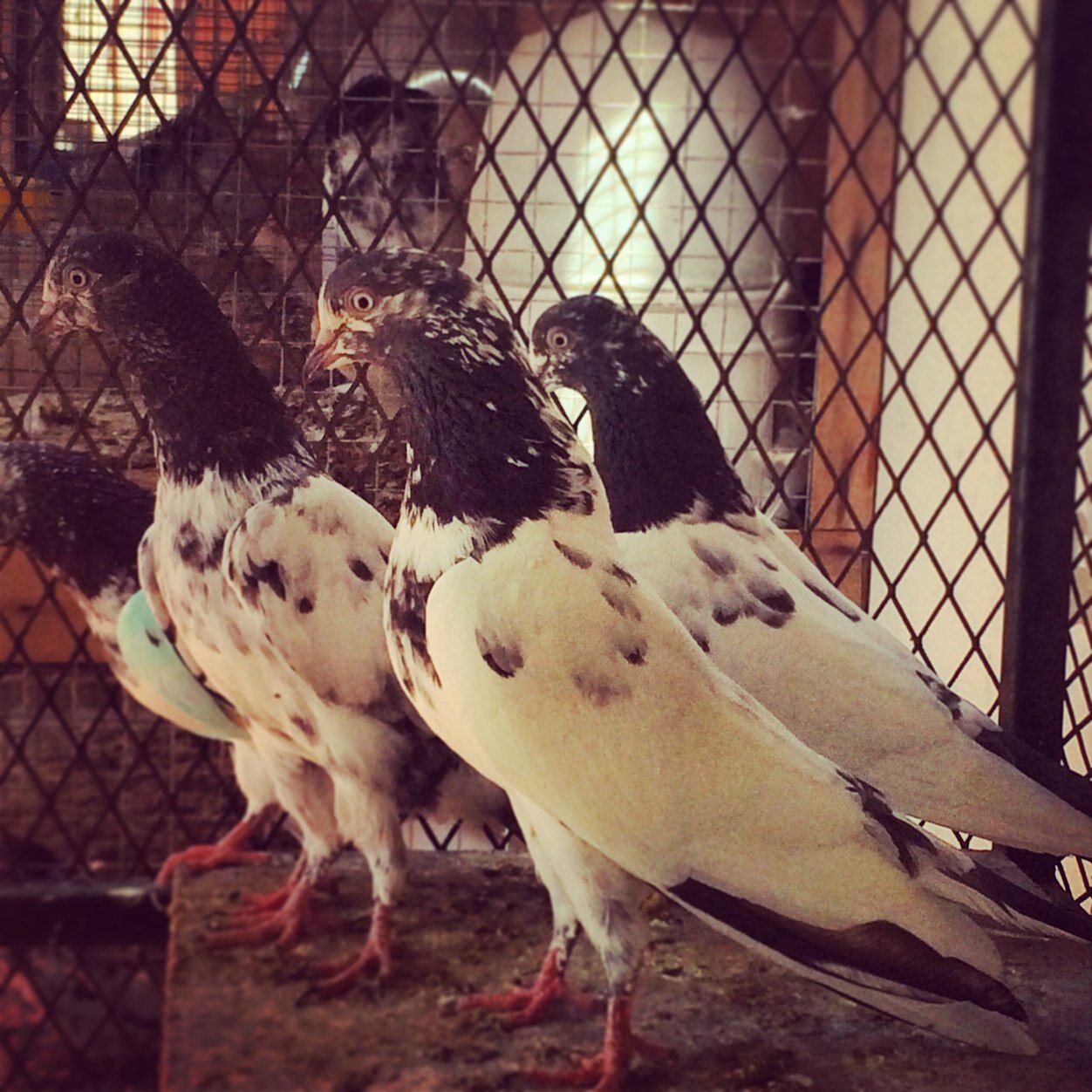 kapooter1's profile picture. 