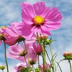 Offering interesting, useful and fun items for your garden, yard and patio.