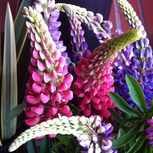 Color. It’s our passion. Nature. It’s our palette.                            Floral Design | Home & Garden