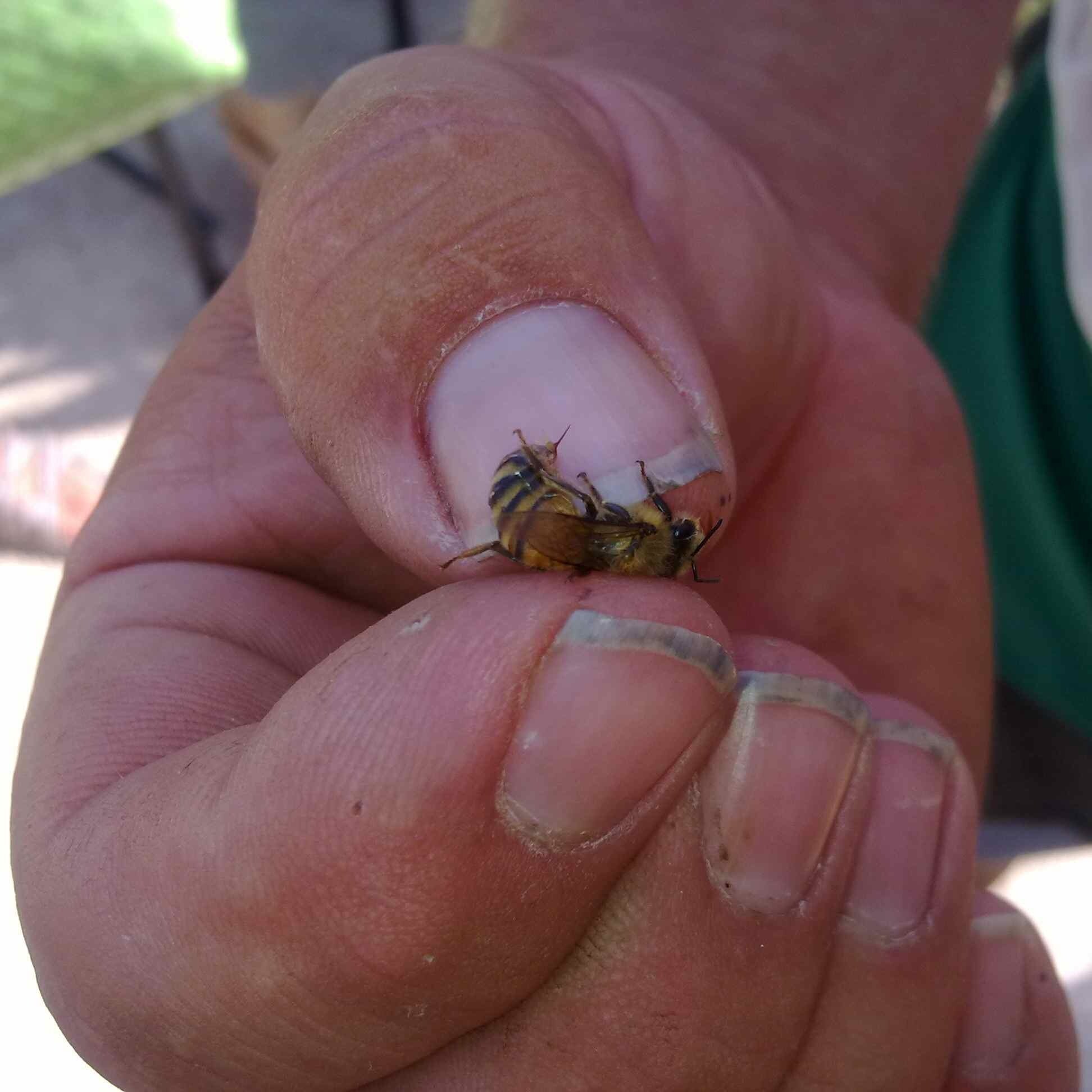PhilBeeMan's profile picture. Beekeeper, Philosopher, Father.