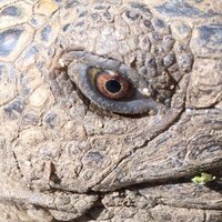 Matthew Lawrence (@_reptileman) 's Twitter Profile
