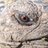 _ReptileMan's profile image