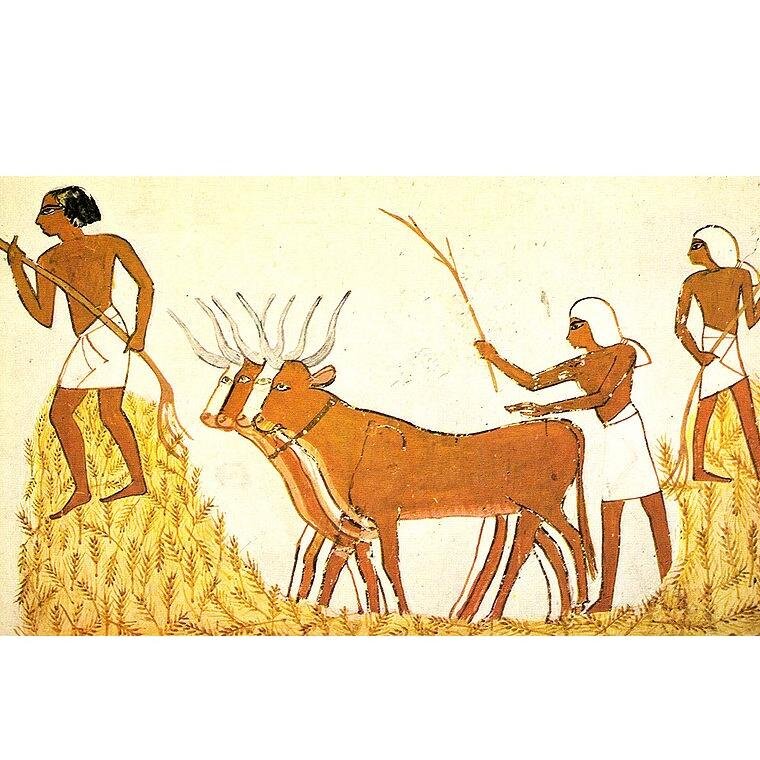 agriculture/a - biology/ía - food/alimentos - environment/ambiente