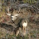 Ryan Hoke - @idahocreator - Twitter