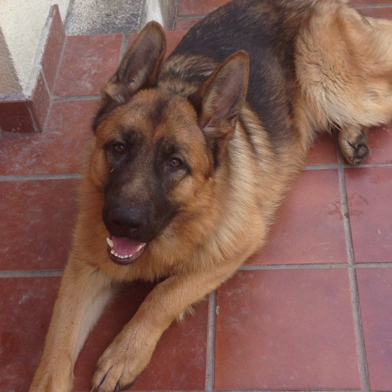 Pastor aleman de pura raza. Perro de familia. 1 año y medio  viviendo en este mundo. ¡SIGUEME!