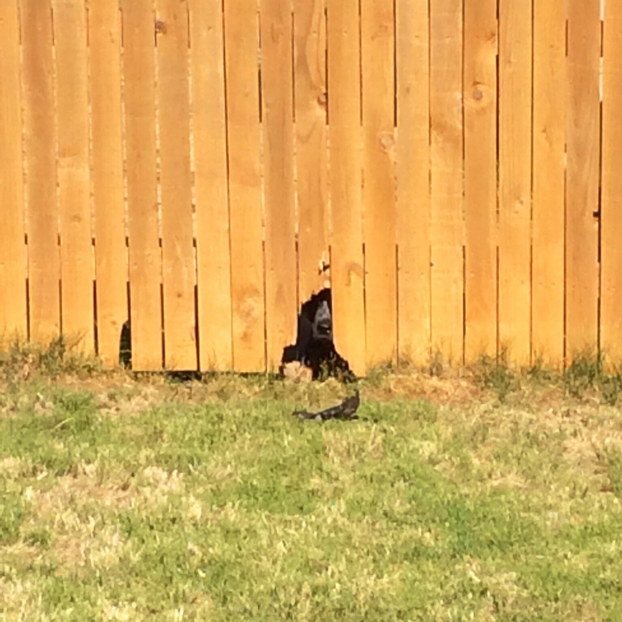 phlpmichel's profile picture. 