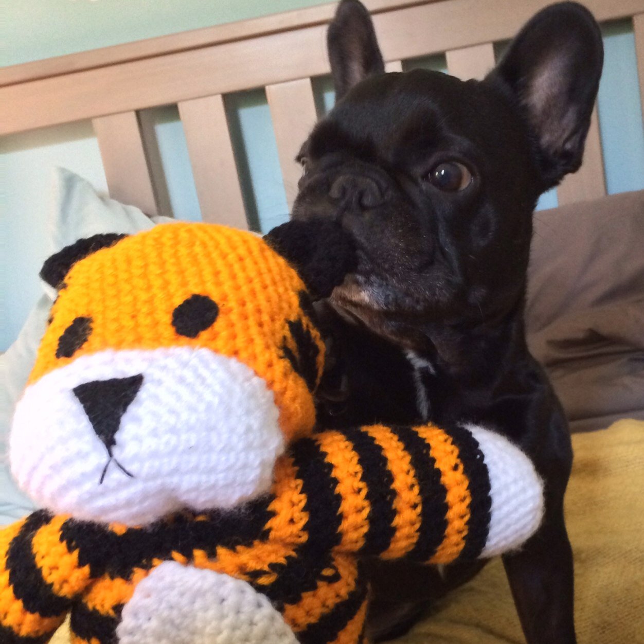 I'm a 9-year-old French Bulldog living it up in San Francisco. I go for walk, take nap, eat a treat and fart on mommy.