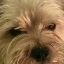 Gill Walker - @gillyw2310 - Twitter