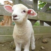 清水（宮﨑）幸代 (@sachiyoshimizu) 's Twitter Profile