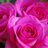 rosehut1's profile image