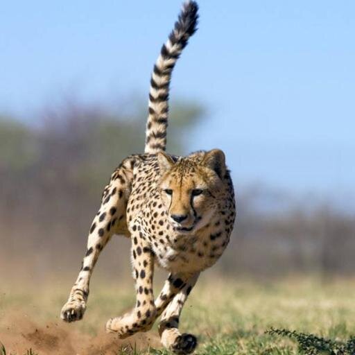 Our Services include ticketing, inbound tours, outbound tours, car hire and airport transfers, tours and excursions, travel insurance and visa services