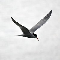 IrishWildlifeSights (@wildlife_ire) 's Twitter Profile