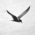 IrishWildlifeSights (@wildlife_ire) Twitter profile photo IrishWildlifeSights (@wildlife_ire) Twitter profile photo