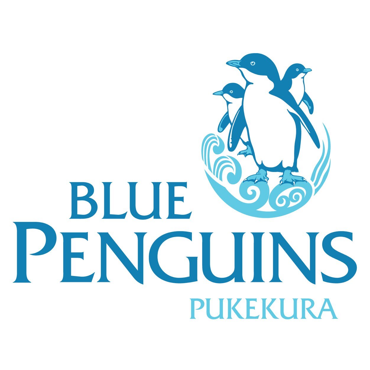 Discover Korora, the Little Blue Penguin - the world's smallest penguin. | #littleblues