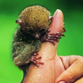 l'essere umano dovrebbe essere più umano, ma per sua natura invece è contro natura.