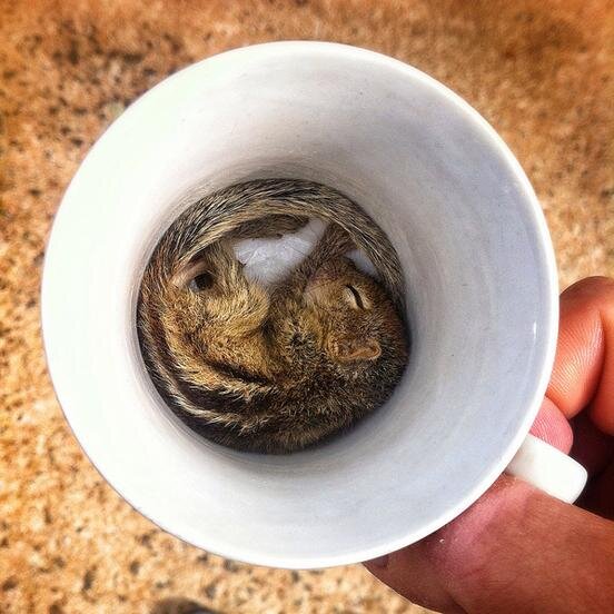 pintsizedvegan's profile picture. Animals + Books + Electronic Music #LondonAnimalTours (co-founder) #freethinkers4animals (founder) http://t.co/fACs09IAbI