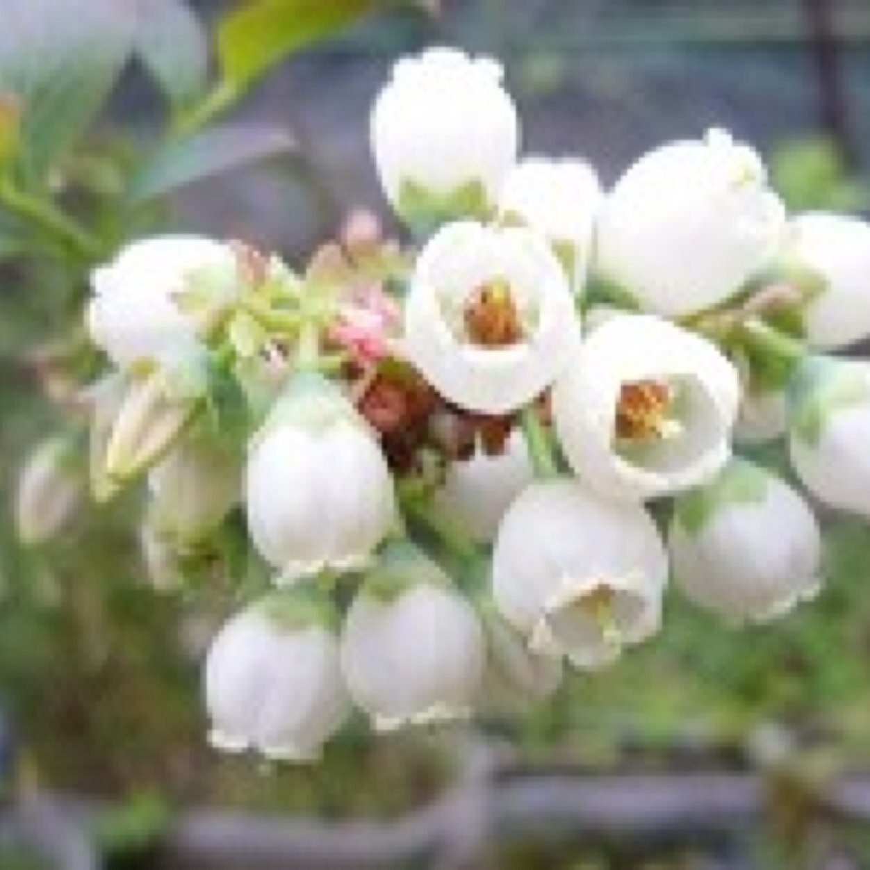 VacciniumSp's profile picture. 