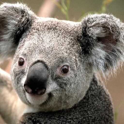 GalHax's profile picture. Fut 14 player - PS4