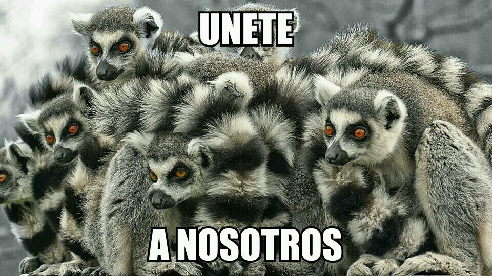 DANDO GUERRA DESDE EL 2014 TODO LEMUR VIVE POR Y PARA LOS SUYOS ACCION NEOLEMUR A POR ELLOS
