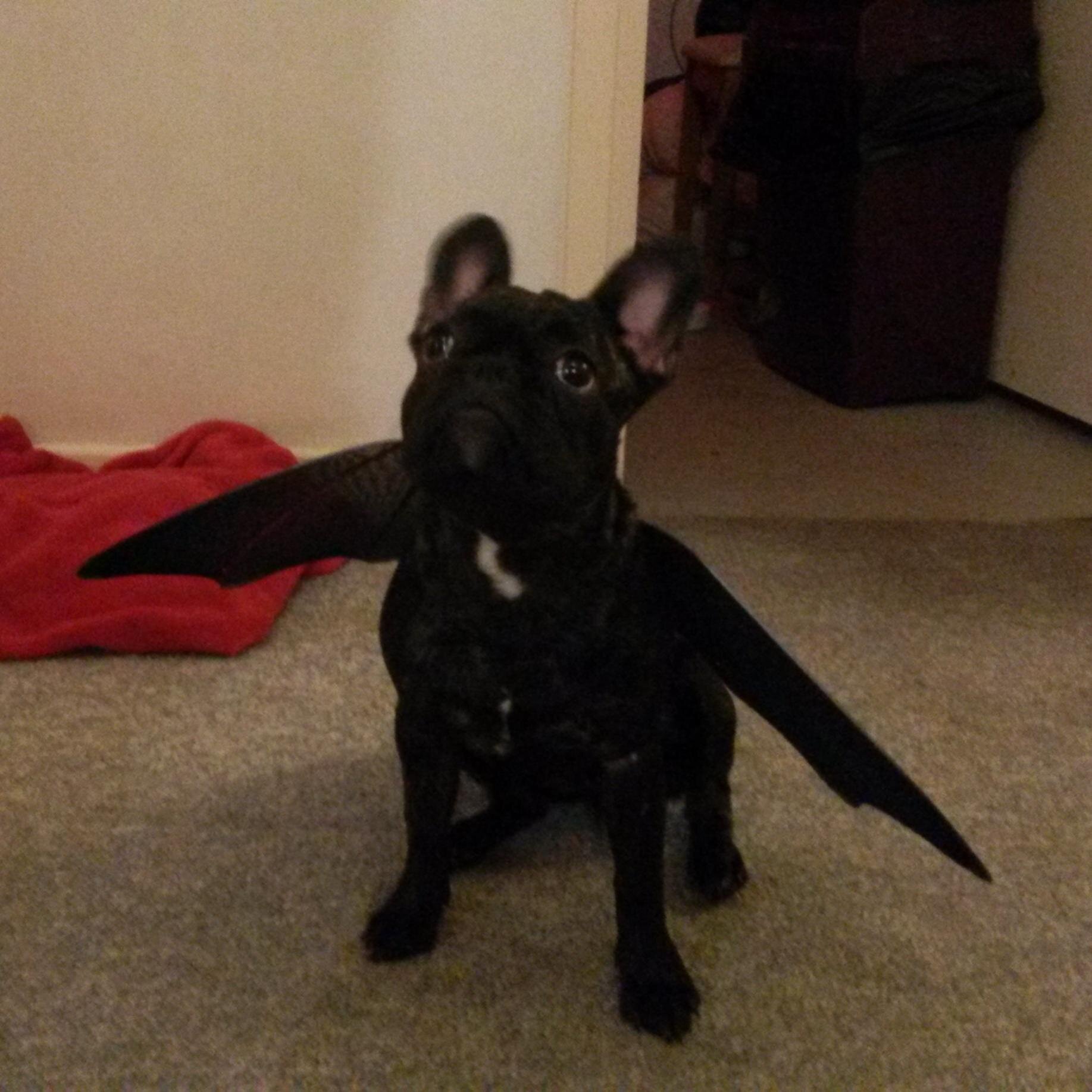 Hello. My name is Stitchy, an unusually small french bulldog. I get a good butt scratch for each follow, so please follow me! I love you. Woof.