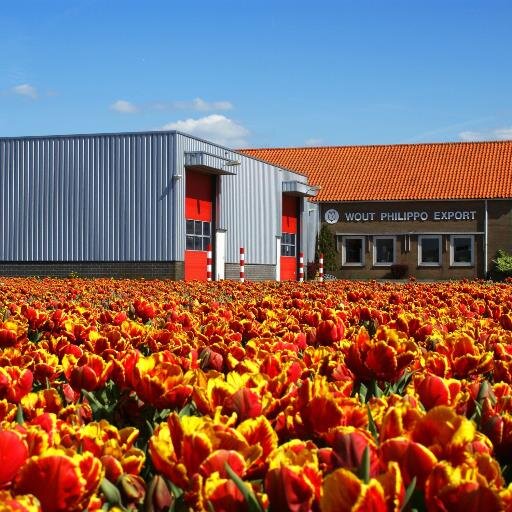 Flowerbulbs in retailpackages and for landscape purposes