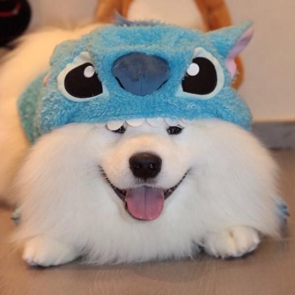 lolcutefunny's profile picture. lol dogs cats