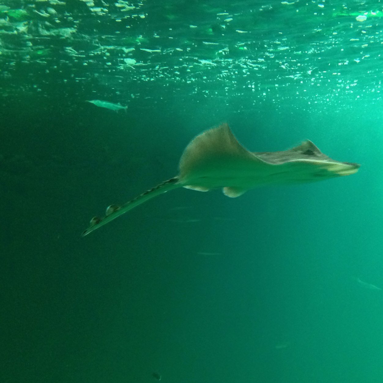 Deepsea_HH's profile picture. Recht und Gerechtigkeit - stille und wilde Gewässer und Tiefe - Anwältin und Strandkrabbe