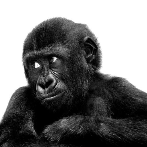 pakorelia2014's profile picture. Si Esta En La Red Es De Todos.