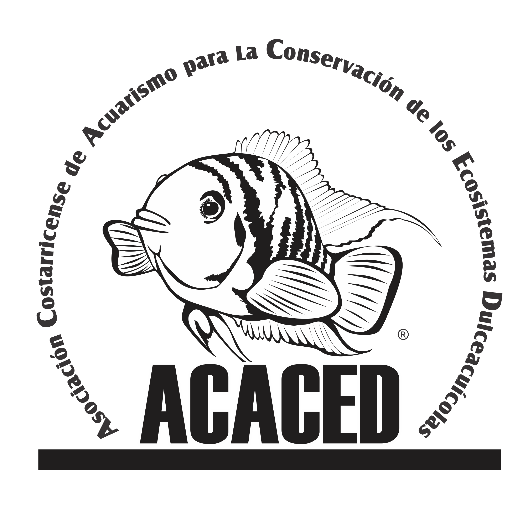 ACACED's profile picture. 