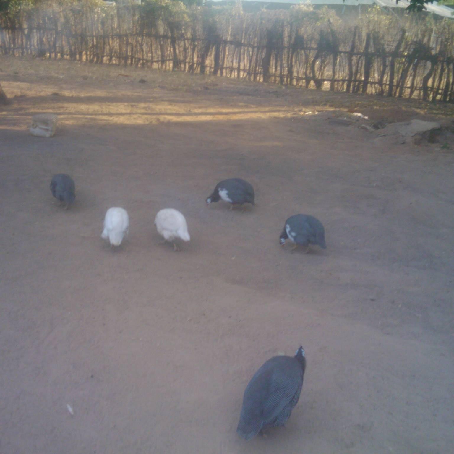 ousboyd's profile picture. I am 36 years of age. I am a reporter and a journalist.